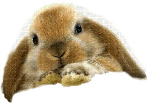 gala animals rabbit - δωρεάν png