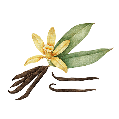 Vanilia Flower - Bogusia - ingyenes png