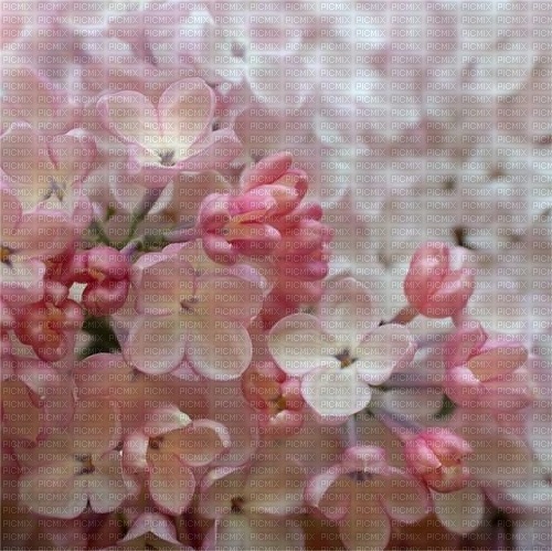 Lilac - nemokama png