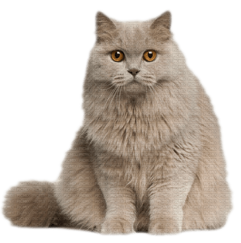 gala animals cat - бесплатно png