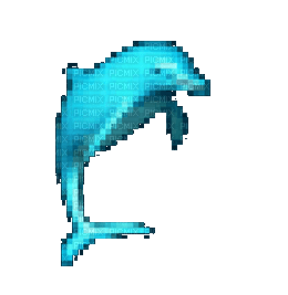 dolphin spin - Zdarma animovaný GIF