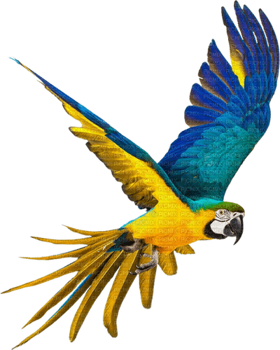 loly33 perroquet - PNG gratuit