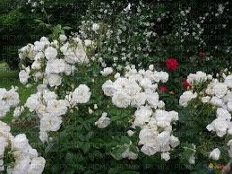 fleur blanche - ingyenes png