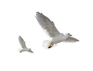 Oiseaux - darmowe png