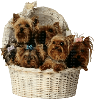 gala animals dog - безплатен png