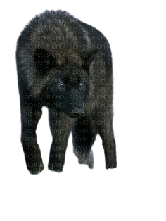 Loup noir - бесплатно png