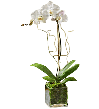 Pot.Orchid.plant.Fleurs.Victoriabea - 免费PNG