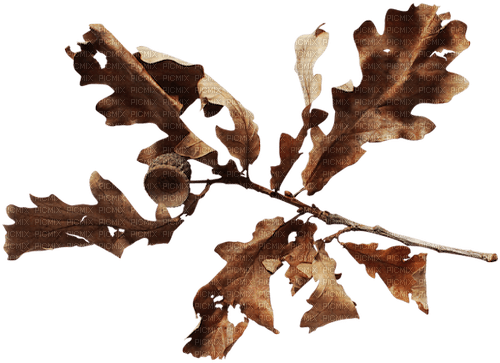 autumn deco kikkapink png branch leaves - Free PNG