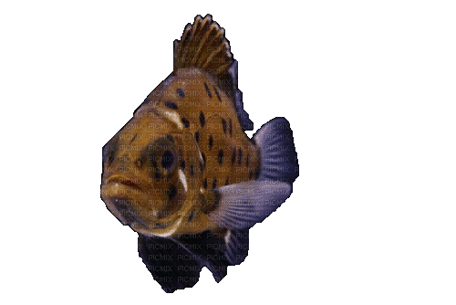 Рыба - Zdarma animovaný GIF