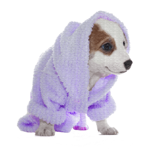 Puppy with Blanket - Free PNG