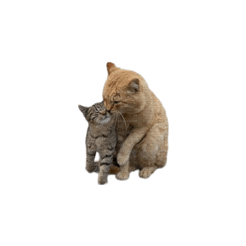 Cat mother with kitten - png gratuito
