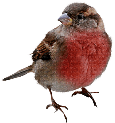 birds katrin - gratis png