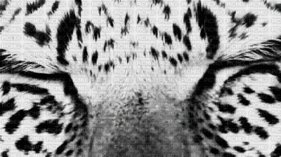 leopard bp - Бесплатный анимированный гифка