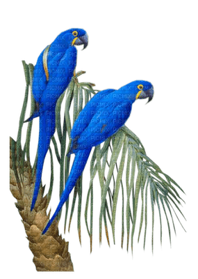 Kaz_Creations Parrots - PNG gratuit