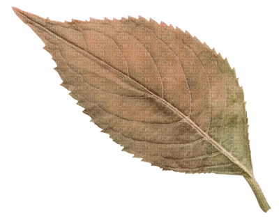 Kaz_Creations Deco Leaf - png gratuito
