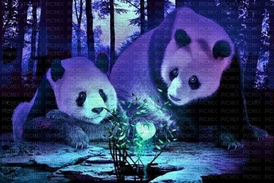 Kaz_Creations Backgrounds Background Christmas Winter Pandas - PNG gratuit