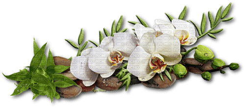 Orchid White Yellow Flower - Bogusia - ücretsiz png