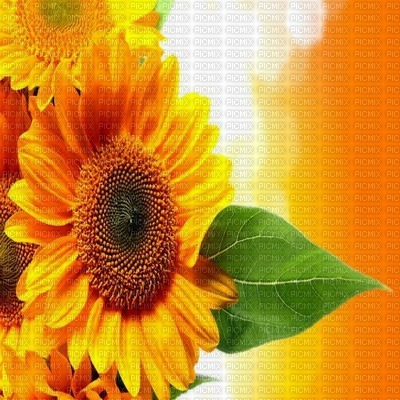sunflower sonnenblume tournesol fond background flower fleur summer ete image - 無料png