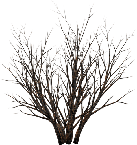 Plant.Plante.Arbre.Tree.Victoriabea - 免费PNG