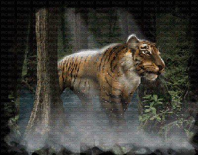 Tigre.Cheyenne63 - Bezmaksas animēts GIF