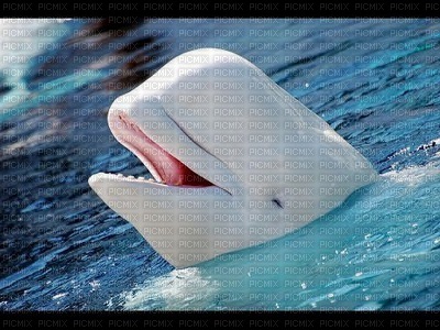 Beluga whale bp - бесплатно png