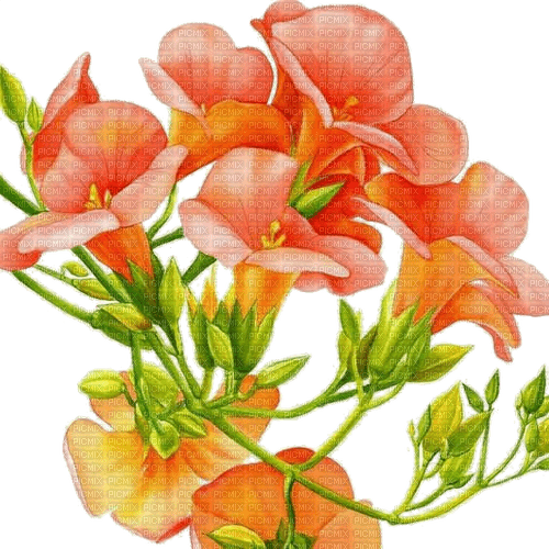 Blumen, Orange, Brunnenkresse - бесплатно png