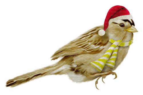 ptak - PNG gratuit