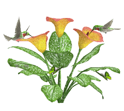 deux colibris - Nemokamas animacinis gif