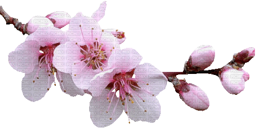 flower branch - GIF animé gratuit