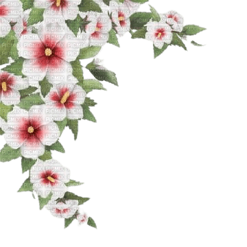 hibiscus pink frame - δωρεάν png