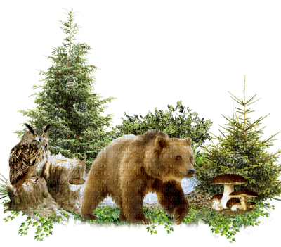 minou-Bear in Forest-björn i skogen - PNG gratuit