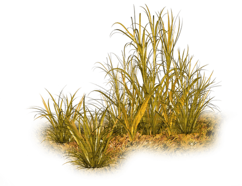 gräs---grass - δωρεάν png