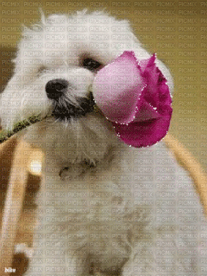 dog - Gratis animerad GIF