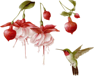 hummingbird - nemokama png