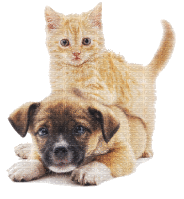 dog with cat bp - Nemokamas animacinis gif