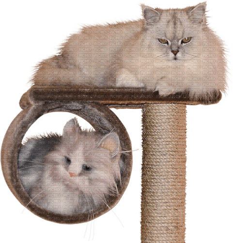 gala animals cat - фрее пнг