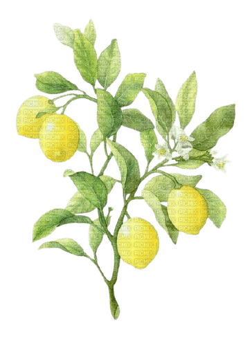 lemon branch - zadarmo png