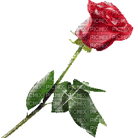 dulcineia8 rosas - Gratis animerad GIF