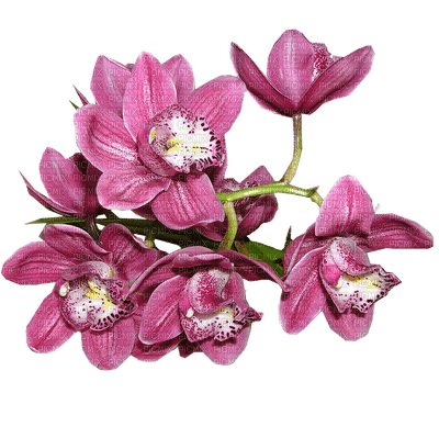 orchids  purple bp - PNG gratuit