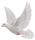 white dove - png gratuito