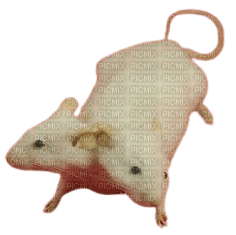 double headed rat - Free PNG