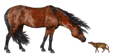 aze cheval marron Brown - besplatni png