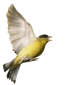 Bird In Flight 2 PNG - png ฟรี