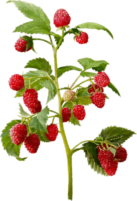 raspberries bp - besplatni png