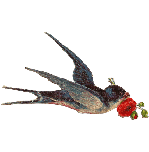 Vintage Dove Bird - Bogusia - Free PNG