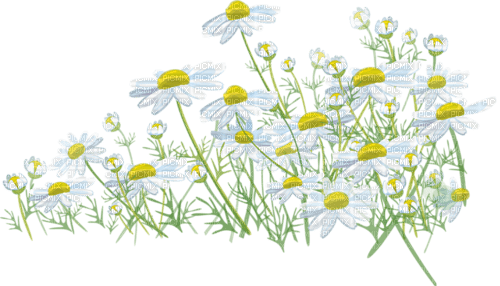 blommor-vita-----flowers-white - png gratis
