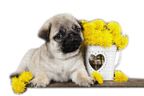 Rena Mops Danke Hund dog - PNG gratuit