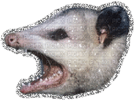 glitter possum - GIF animé gratuit