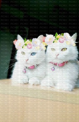 hermoso gatitos,Adolgian - png ฟรี