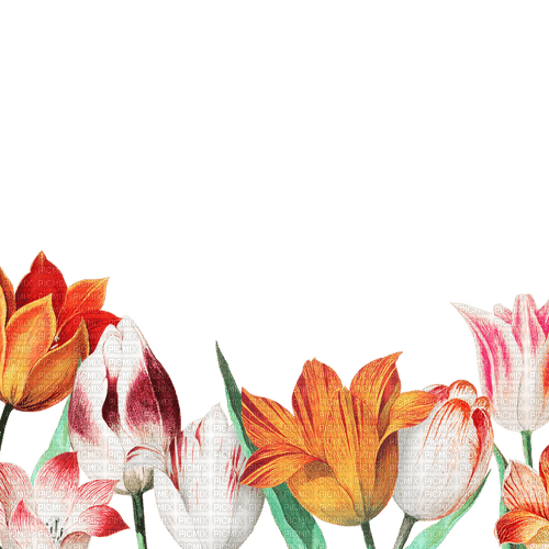 loly33 tulipe - фрее пнг